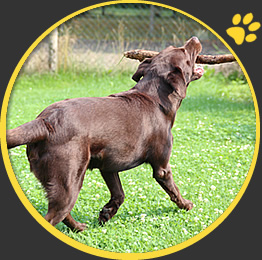 Hundewelt Schlalach - Hundeschule - Problemhundetraining