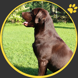 Hundewelt Schlalach - Hundeschule - Clickertraining