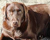 Hundewelt Schlalach - Hundezucht - Daya